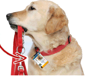 Dog Collar ID