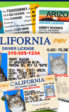 Personalized Pet ID