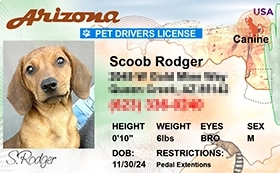 thumb-Pet-Licenses-for-State-Arizona