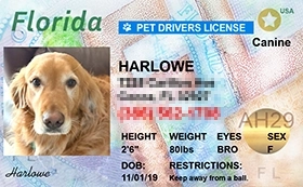 thumb-Pet-Licenses-for-State-Florida.webp