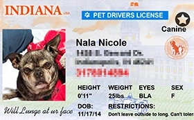 thumb-Pet-Licenses-for-State-Indiana