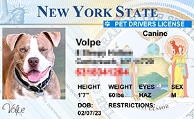 thumb-Pet-Licenses-for-State-New-York