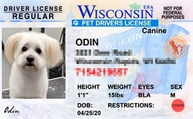 thumb-Pet-Licenses-for-State-wisconsin