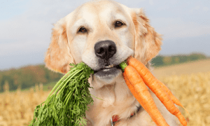 A happy, healthy dog with a dog license tag, enjoying a walk in a safe environment. Proper pet identification is crucial for their well-being